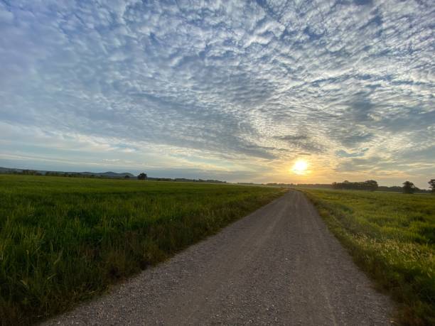 istock Sun rising on a green rice field landscape with rural straight path 1269045604