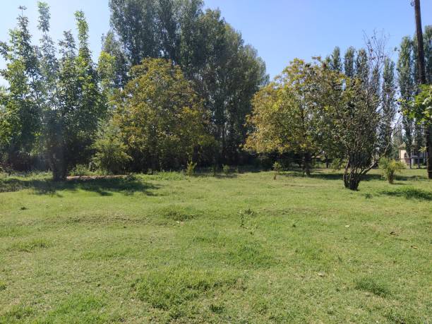 istock Green village yard with trees 1269046067