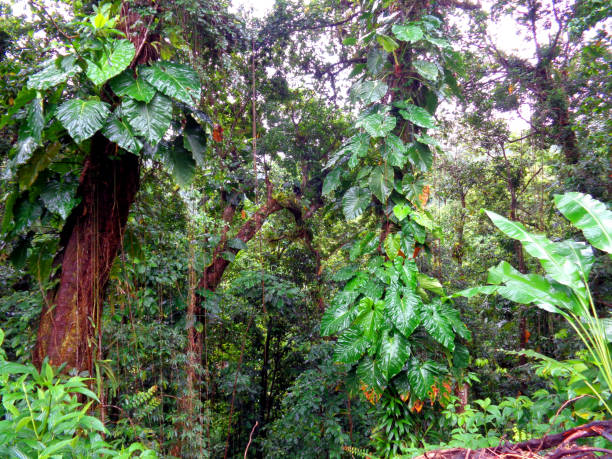 Guadeloupe is a French island in the Caribbean with magnificent beaches, a tropical rain forest and a volcano.The rain forest is most spectacular on Basse-Terre, on the Eastern flank of the volcano \