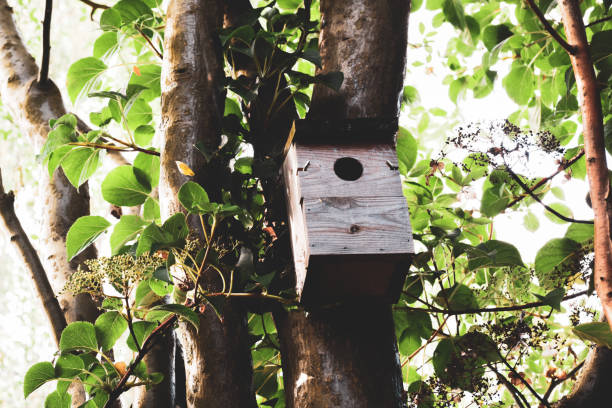 istock Wooden bird box attached to a tree in a garden 1269048579