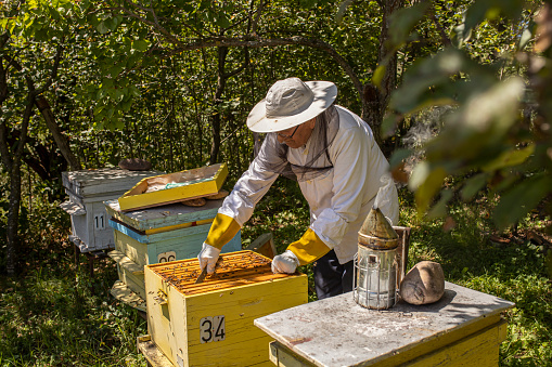 Mature experienced beekeeper working in his apiary and checking the beehives