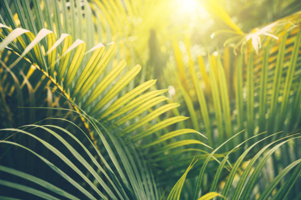 istock Palm tree leaves. Tropical trees background 1269050158