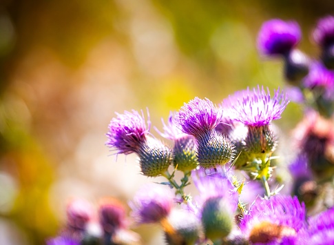Purple flowers of Cirsium vulgare, Spear thistle or Common thistle close up in sunlight. Selective focus.