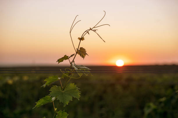 朝の光の中でブドウ畑の上に立つ孤独なブドウのつる - steel cable cultivated vine plant ストックフォトと画像