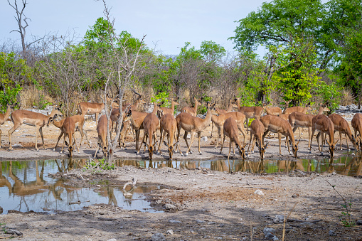 Large herd of antelope springbok game on a water pool, drinking and guarding in a national park in Africa. Wildlife and nature during safari trip