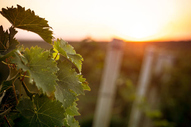 le vignoble part avec la rosée du matin de pluie le matin - nature rain crop europe photos et images de collection