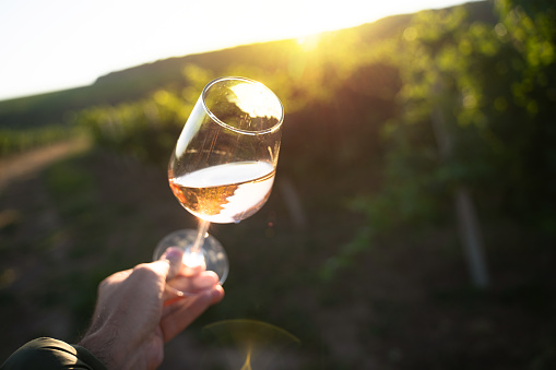 perspective point of view closeup of Caucasian male hand holding a glass of rose wine in the morning sunlight and sun flares with green vineyard in the background