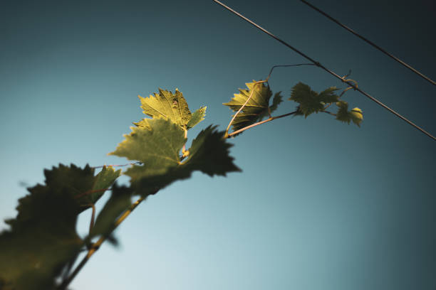 ブドウ畑の鋼鉄支えるケーブルに取り付けられたブドウのつる - steel cable cultivated vine plant ストックフォトと画像