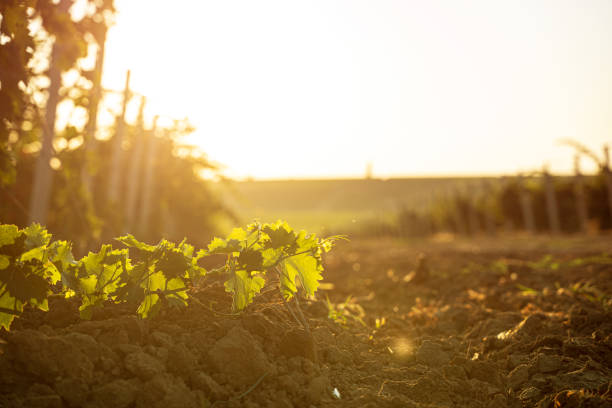 朝の光の中でブドウ畑��の上に立つ孤独なブドウのつる - steel cable cultivated vine plant ストックフォトと画像
