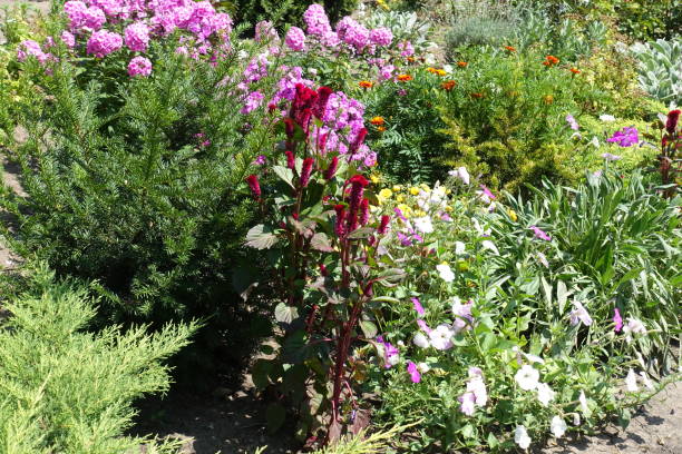 istock Flowering Celosia argentea var. cristata in July 1269064113
