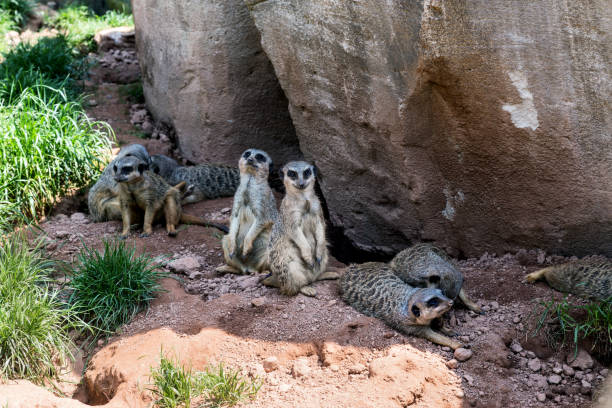 istock family of meerkats first 1269064132