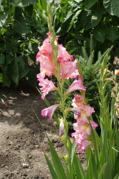istock Flowering bright pink Gladiolus hortulanus in August 1269064210