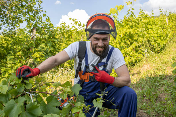 istock A worker in overalls and with a visor on his head in the vineyard 1269075496