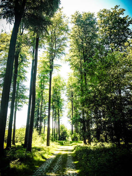 istock Byking in the Forest de Soignes in summer time, Brussels, Belgiu 1269075617
