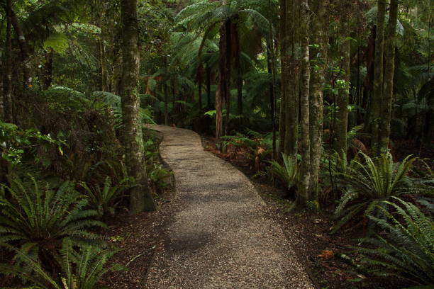 te waikoropupu springs walk en el parque nacional kahurangi, distrito de tasman en la isla sur de nueva zelanda - kahurangi fotografías e imágenes de stock