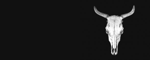 istock White cow skull isolated on black background 1269076445