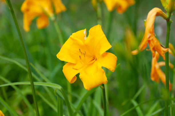 istock Yellow day lily, lily green scene background 1269079981