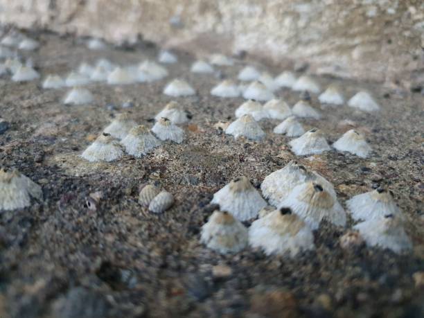 istock A close up of a group of sea shells on the beach front wall 1269080302