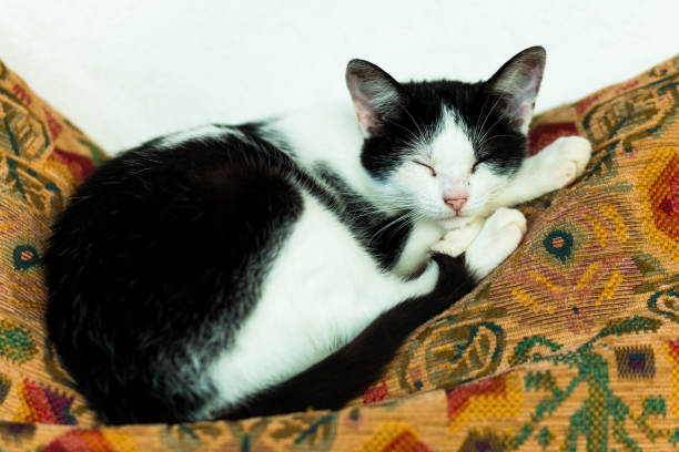 Close up color image depicting a black and white cat lying on a comfy cushion and sleeping. Room for copy space.