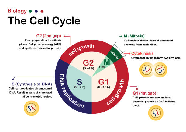 diagram biologii pokazuje infografikę cyklu komórkowego. wzrost, replikacja dna i faza mitozy komórek i chromosomów w jądrze. - mitoma stock illustrations