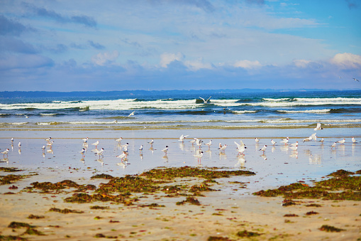 Morocco nature. Essaouira beach sea gull flock above sand dunes.