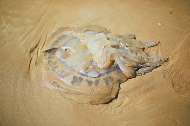 Huge dead jellyfish on the sand beach at low tide