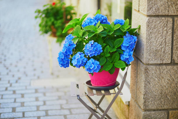 blue hortensia in pot on a street in brittany, france - hydrangea gardening blue ornamental garden imagens e fotografias de stock