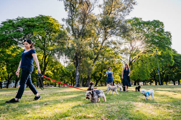 Women walking dogs in park Group of people with their dogs enjoying in walk at sunny day in public park. young purebred fluffy cavalier king charles spaniel relaxing in summer stock pictures, royalty-free photos & images