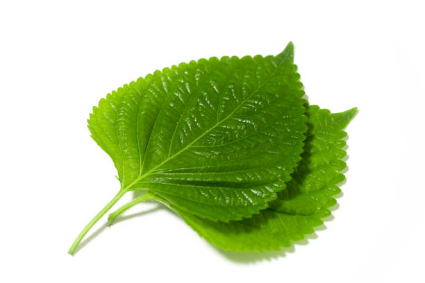 istock perilla leaves isolated on white background. 1269095317