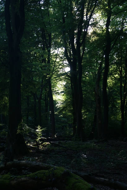 istock Sunlight and shadows in an ancient beech forest, Veluwe, the Netherlands 1269095535