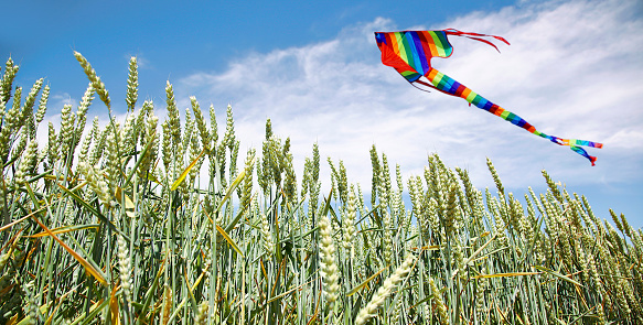 Kite over Wheat Field against blue sky with clouds.