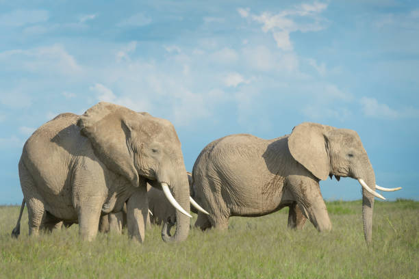 African elephant (Loxodonta africana) stock photo