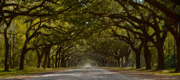 istock Savannah street 1269101583