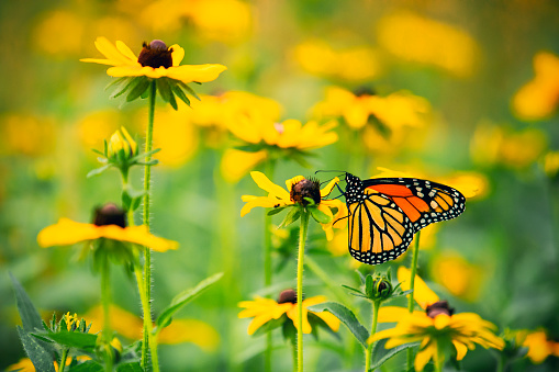 A beautiful monarch butterfly rests on a black eyed susan flower.