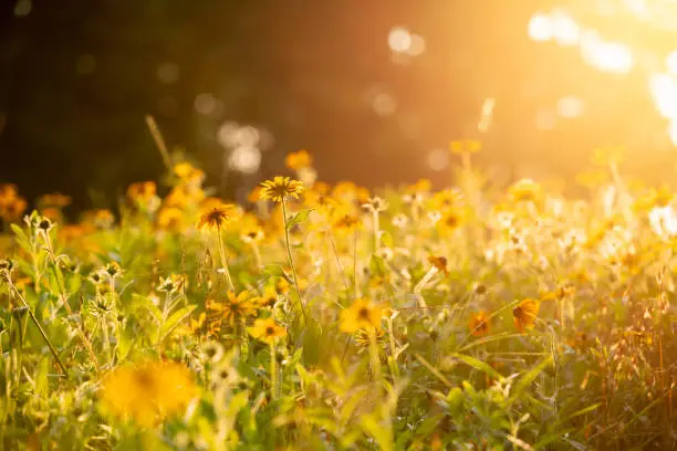The sun setting on a field of black eyed Susan flower field in Pennsylvania.