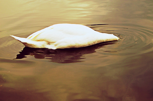 Swans feeding together
