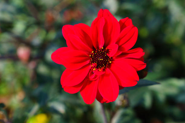 Dahlia 'Bishop of Llandaff'. Red single flower.\nFocus on the foreground.