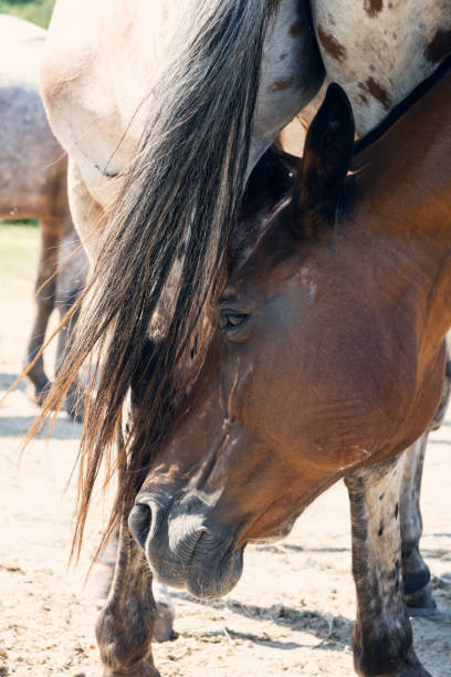 istock Horses grooming eachother 1269104539