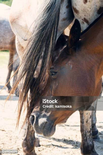 Horses Grooming Eachother Stock Photo - Download Image Now - Agricultural Field, Animal, Animal Body Part