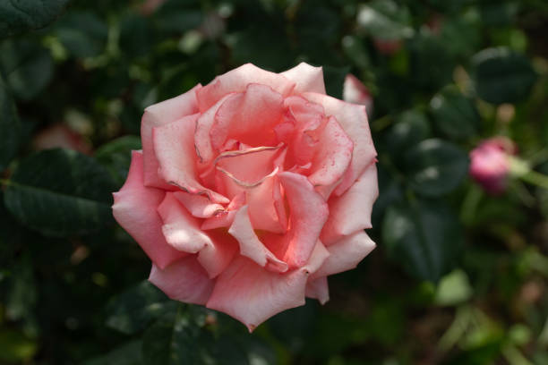 バラの花は緑の葉の背景にバラをバラ。フォアグラウンドに焦点を当てます。トップ ビュー。 - vegetable garden green ground flower head ストックフォトと画像