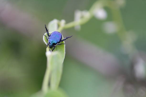 An excellent looking wasp is upon a branch of a plant in the wild. Purple colored insect is young and doing pollination