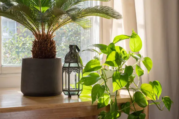 Sago palm indoor house plant and devils Ivy in a beautifully designed home or apartment interior.