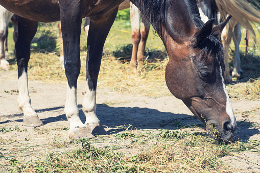 Eating horse detail