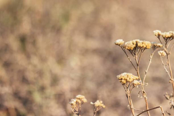 Beautiful dried plants, flowers against a blurred nature background. Selective focus. Closeup view with copy space