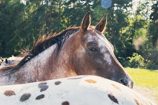 A young horse with white and brown color is standing proud in the sunshine