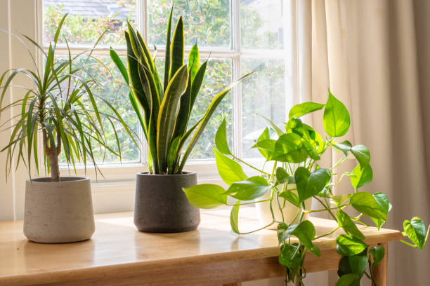 istock House plants in the window inside a beautiful new home or flat 1269107560