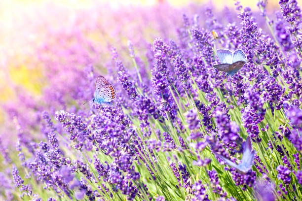istock Butterflies on lavender flowers (Polyommatus icarus) 1269107592