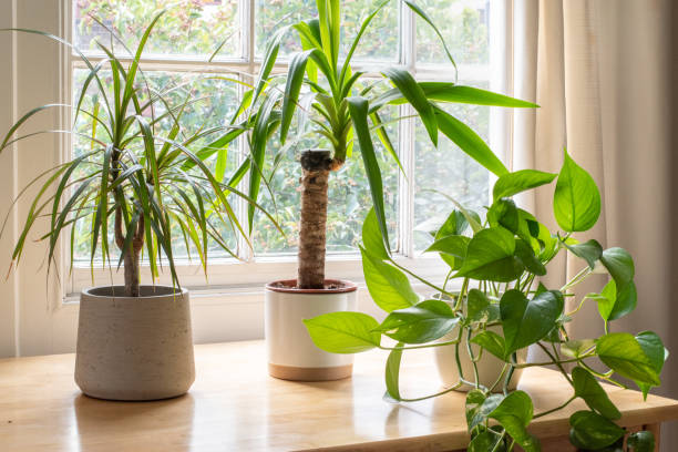 House plants in the window inside a beautiful new home or flat Dragon tree and yucca plant in a beautifully designed home or apartment interior. yucca stock pictures, royalty-free photos & images