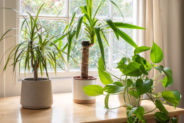 house plants in the window inside a beautiful new home or flat - yucca imagens e fotografias de stock