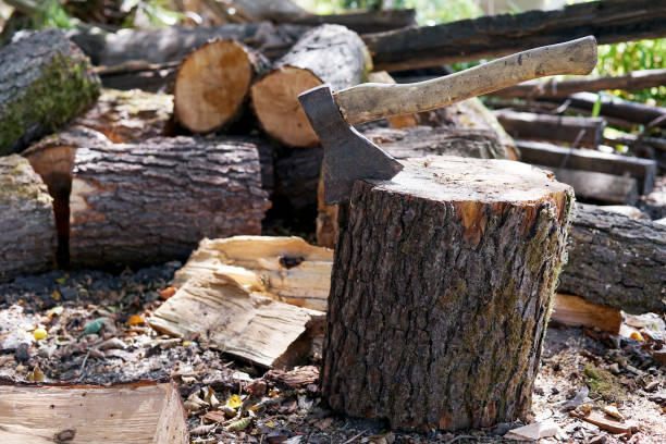 istock an old ax stuck in a tree trunk 1269107757